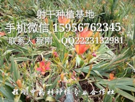 射干种植技术（射干种植技术管理方法）