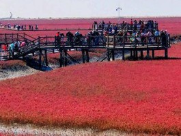 盘锦红海滩十一人多吗